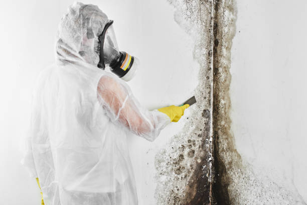 Attic Mold Removal in Northlake, TX