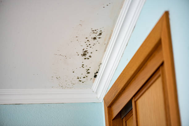 Best Mold Testing  in Northlake, TX