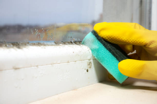 Best Mold Inspection  in Northlake, TX