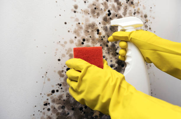 Best Toxic Mold Removal  in Northlake, TX