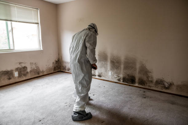 Best Commercial Mold Removal  in Northlake, TX