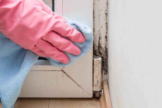 Best Black Mold Removal  in Northlake, TX