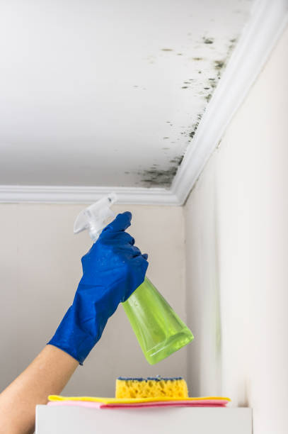 Best Same-Day Mold Removal  in Northlake, TX