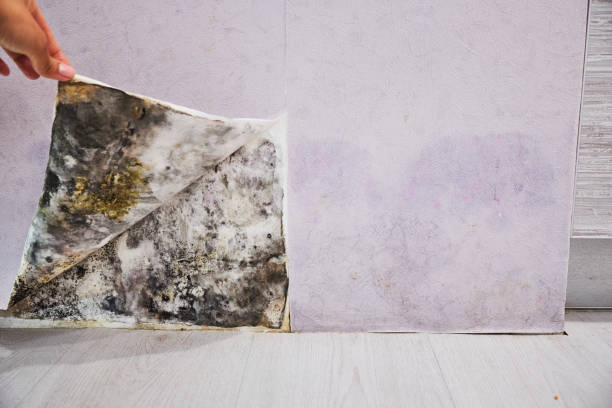 Best Best Mold Removal Companies  in Northlake, TX